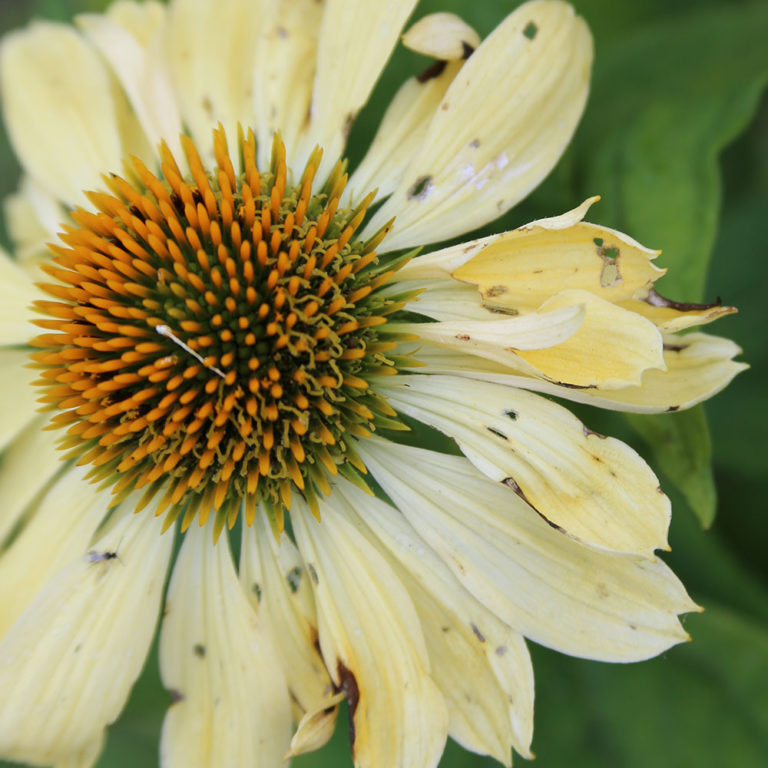 What’s Wrong With My Coneflower? FineGardening