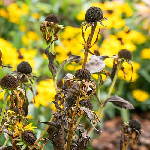 What’s Wrong With My Coneflower? FineGardening