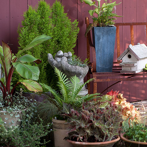Can All Houseplants Go Outside in Summer? FineGardening