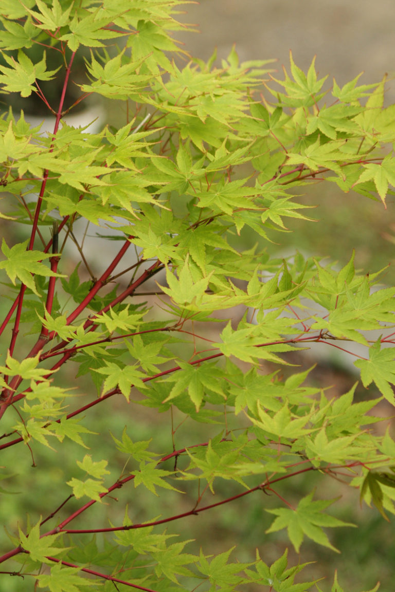 An Easy Approach to Pruning Japanese Maples FineGardening