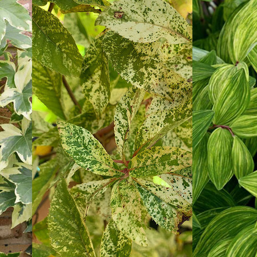 Best Variegated Plants for Shade by Region - FineGardening