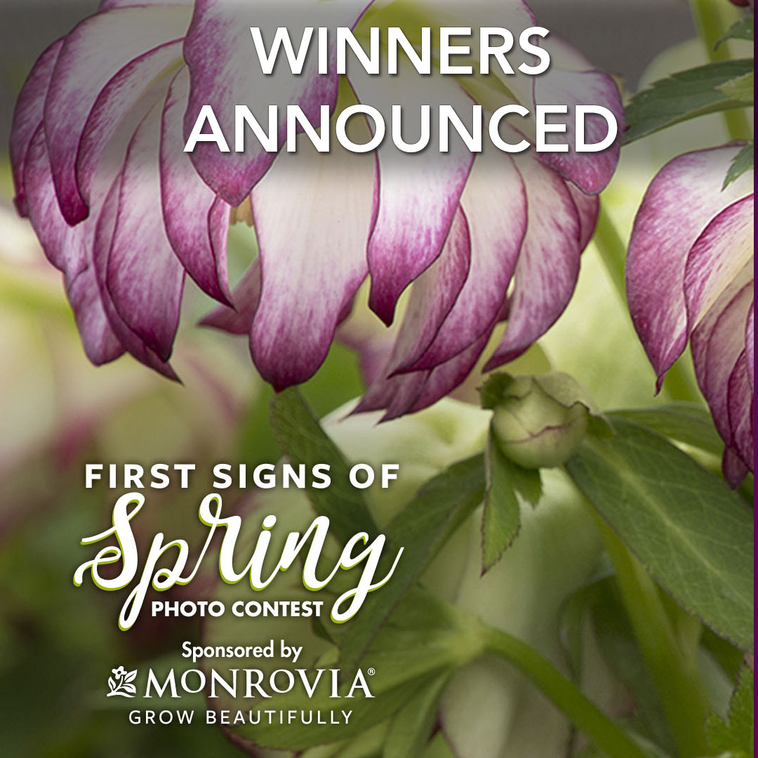 First Signs of Spring 2020 Photo Contest Winners Fine Gardening