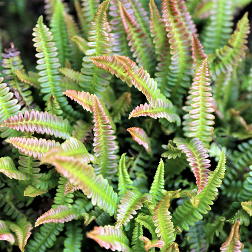 Evergreen Ferns for the Northwest Fine Gardening
