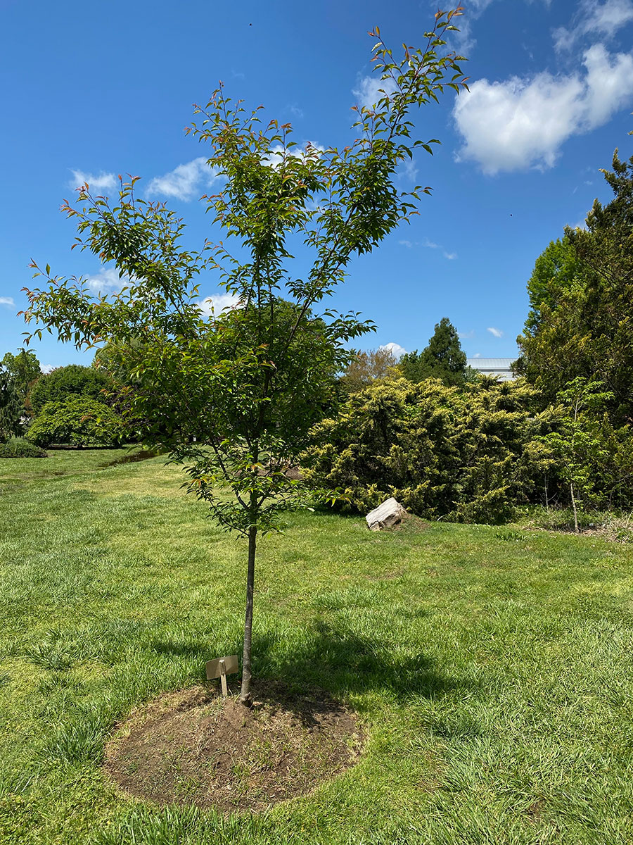 ‘Okame’ cherry