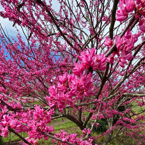 Pruning SpringFlowering Trees in the South FineGardening