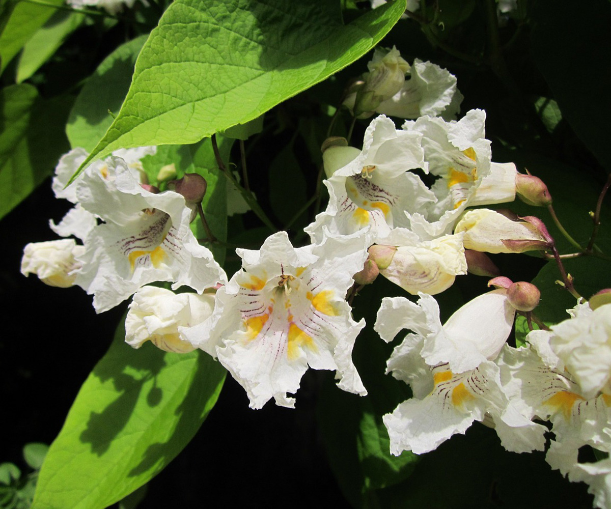 Catalpa Trees, Catawba Worms, and Southern Lore FineGardening