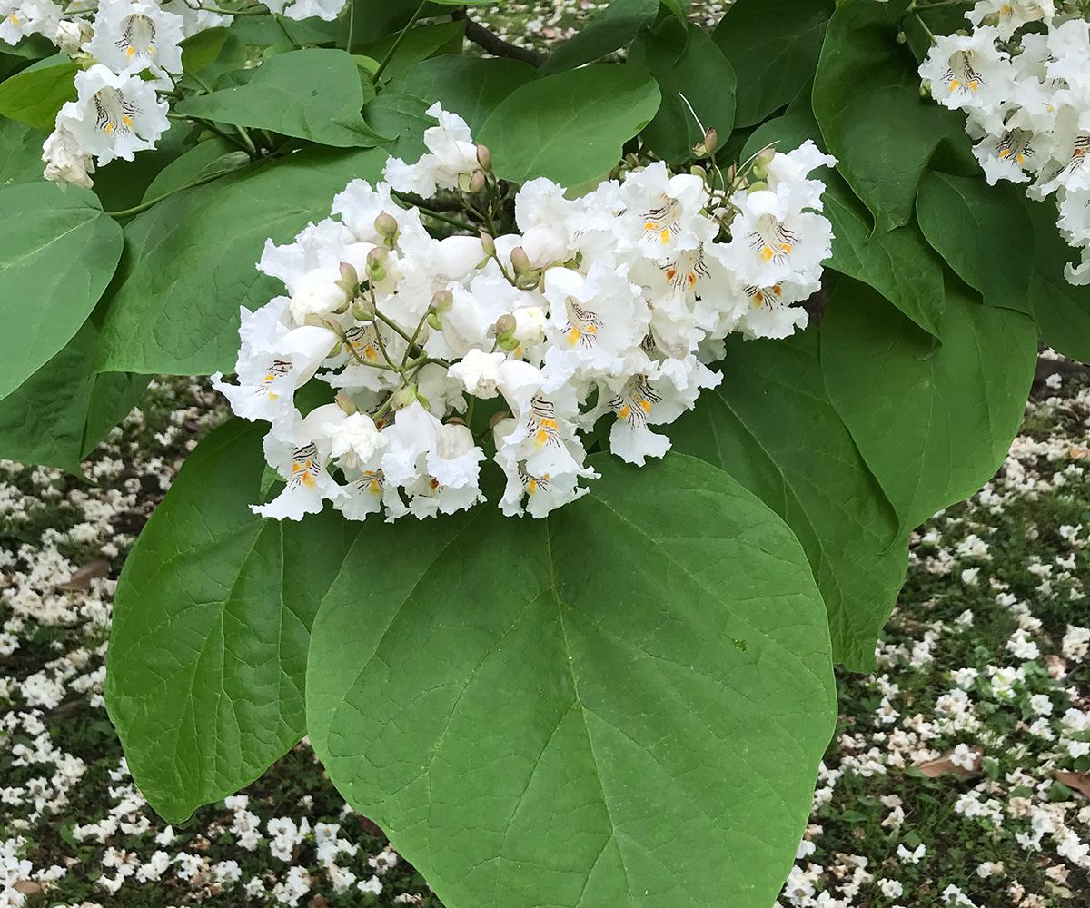 Catalpa Trees, Catawba Worms, and Southern Lore FineGardening