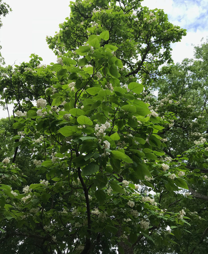 Catalpa Trees, Catawba Worms, and Southern Lore Fine Gardening