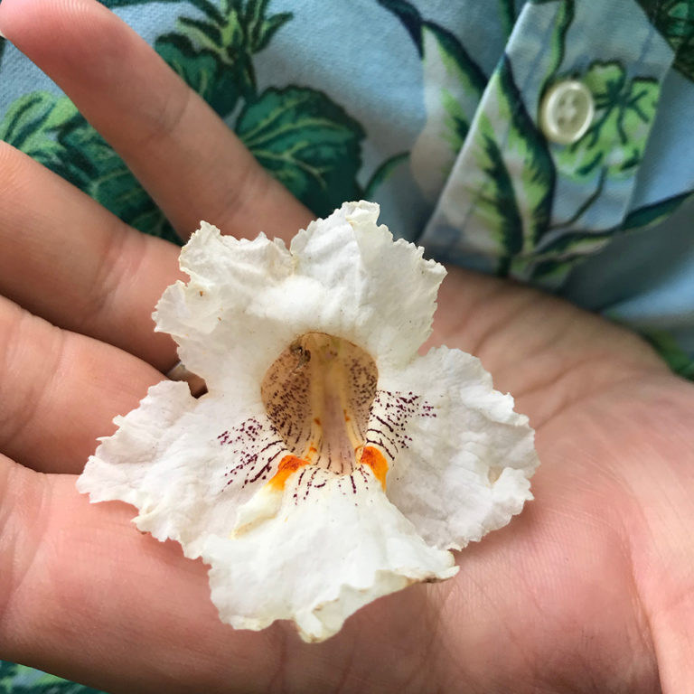 Catalpa Trees, Catawba Worms, and Southern Lore Fine Gardening