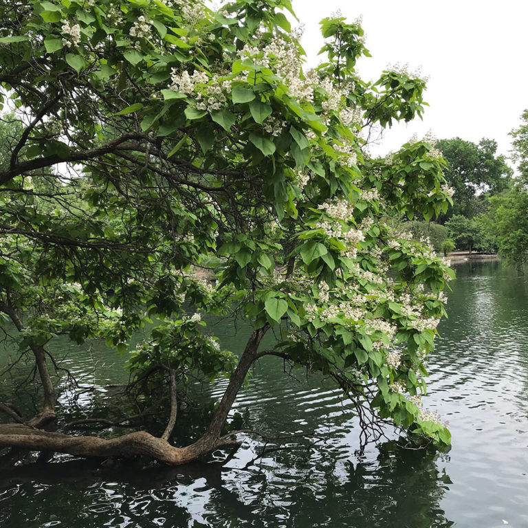 Catalpa Trees, Catawba Worms, and Southern Lore Fine Gardening