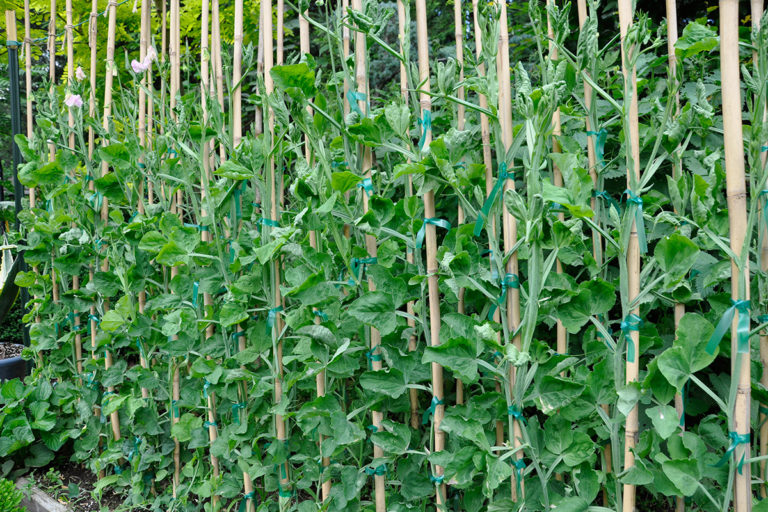 Sweet Peas in the Northeast, Part I Growing Guide FineGardening