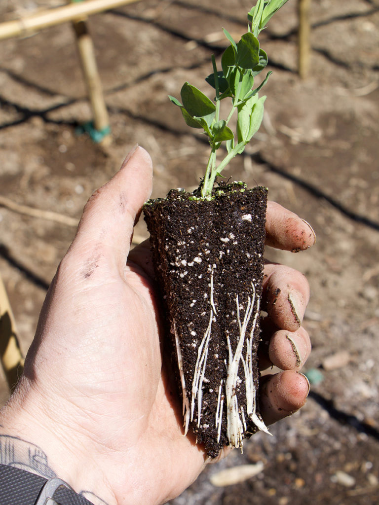 Sweet Peas in the Northeast, Part I Growing Guide FineGardening