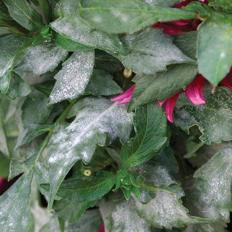 Pests and Diseases to Watch Out for in Dahlias Fine Gardening