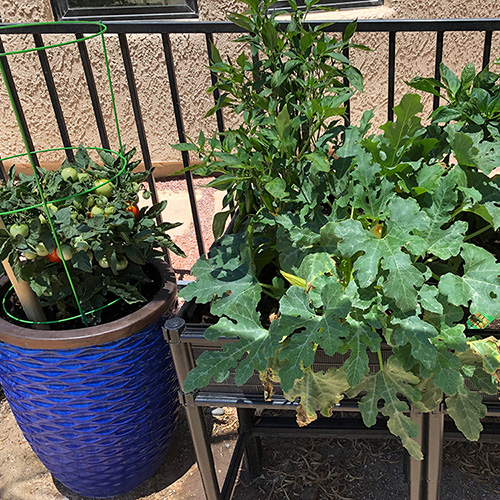 Growing Vegetables in the Desert - FineGardening