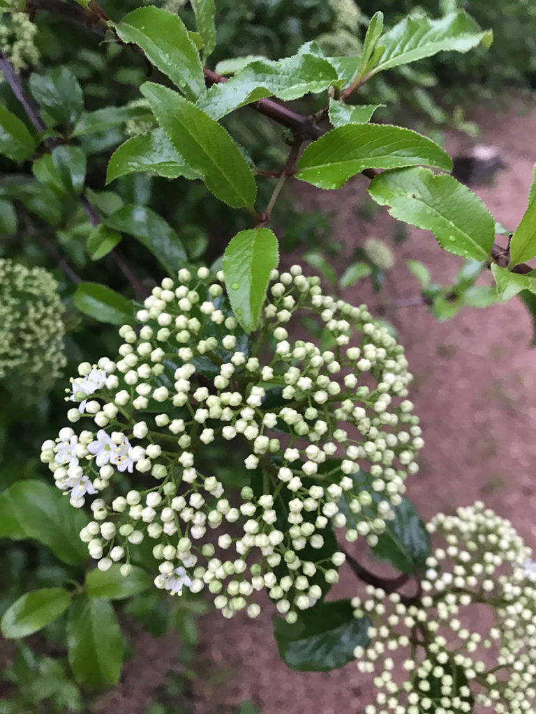 Native Understory Trees and Shrubs for the Southern Plains FineGardening