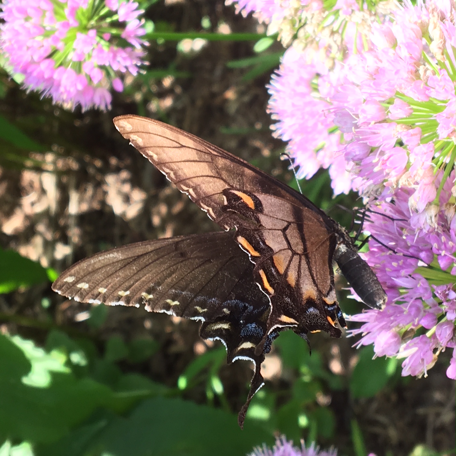 Butterflies and Blooms FineGardening