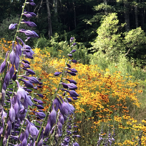 Replacing a Lawn With Wildflowers - Fine Gardening