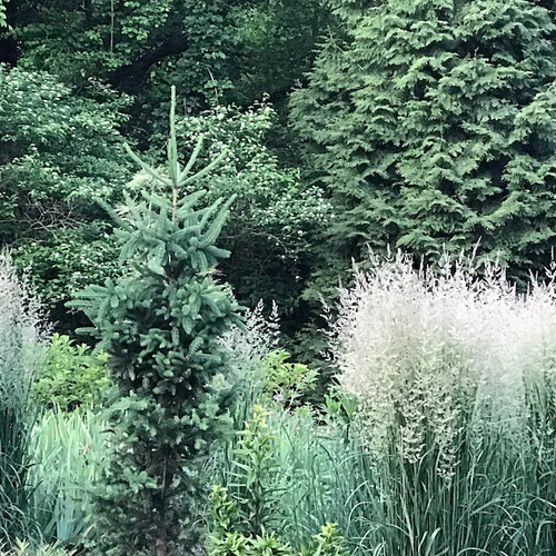 Plants for Compact Spaces, Part II: Nine Amazing Dwarf Trees for the ...