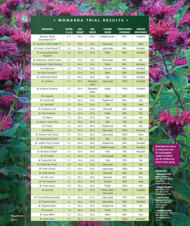 The Best of the Bee Balms - Fine Gardening