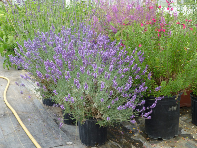 Growing Lavender in Northern California FineGardening