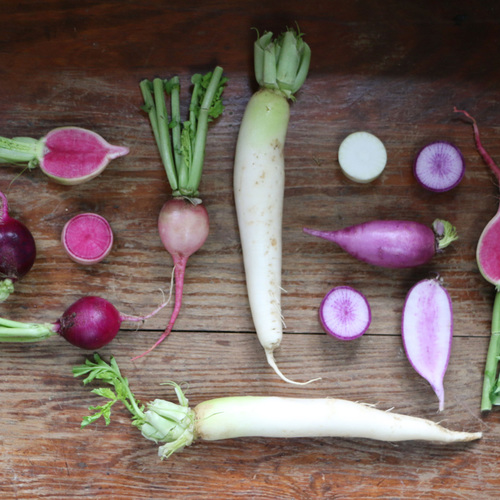 Growing Specialty Radishes in the Northeast FineGardening