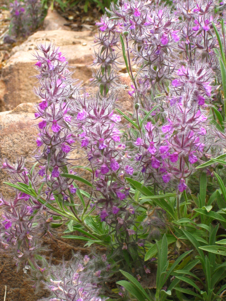 Episode 70 Plants That Made It Through Summer’s Worst FineGardening