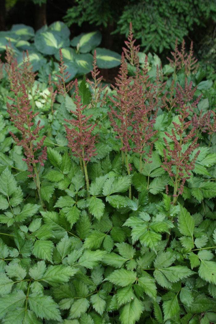 Episode 70 Plants That Made It Through Summer’s Worst FineGardening