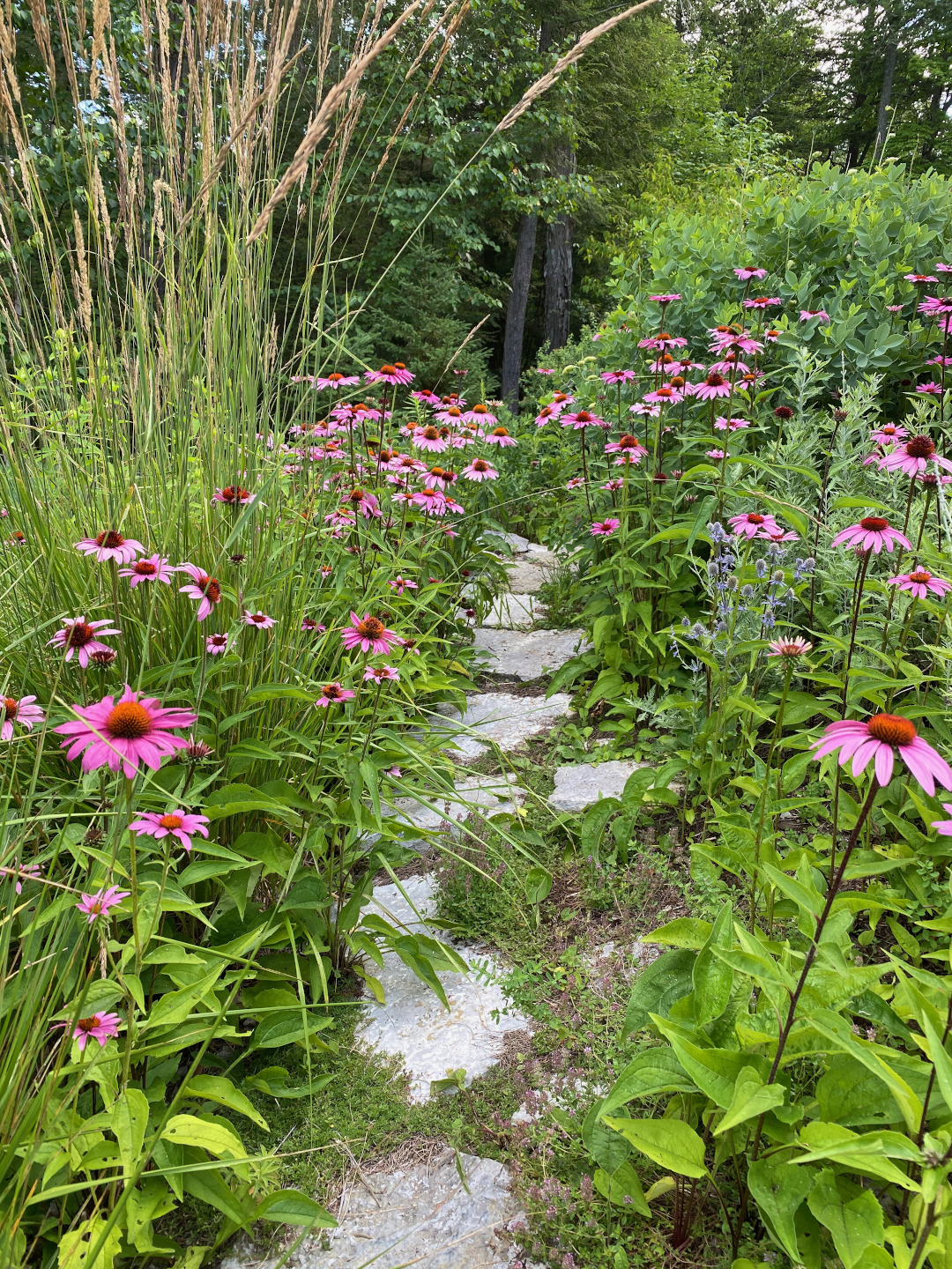 A Mostly Native Meadow Garden - FineGardening