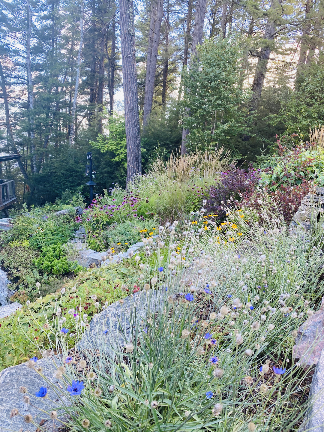 A Mostly Native Meadow Garden FineGardening