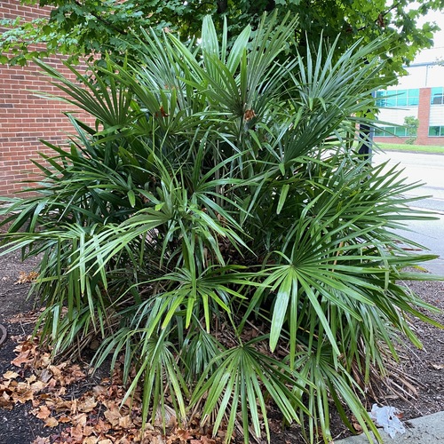 Needle Palm Brings EasyCare Flair to Southern Gardens Fine Gardening