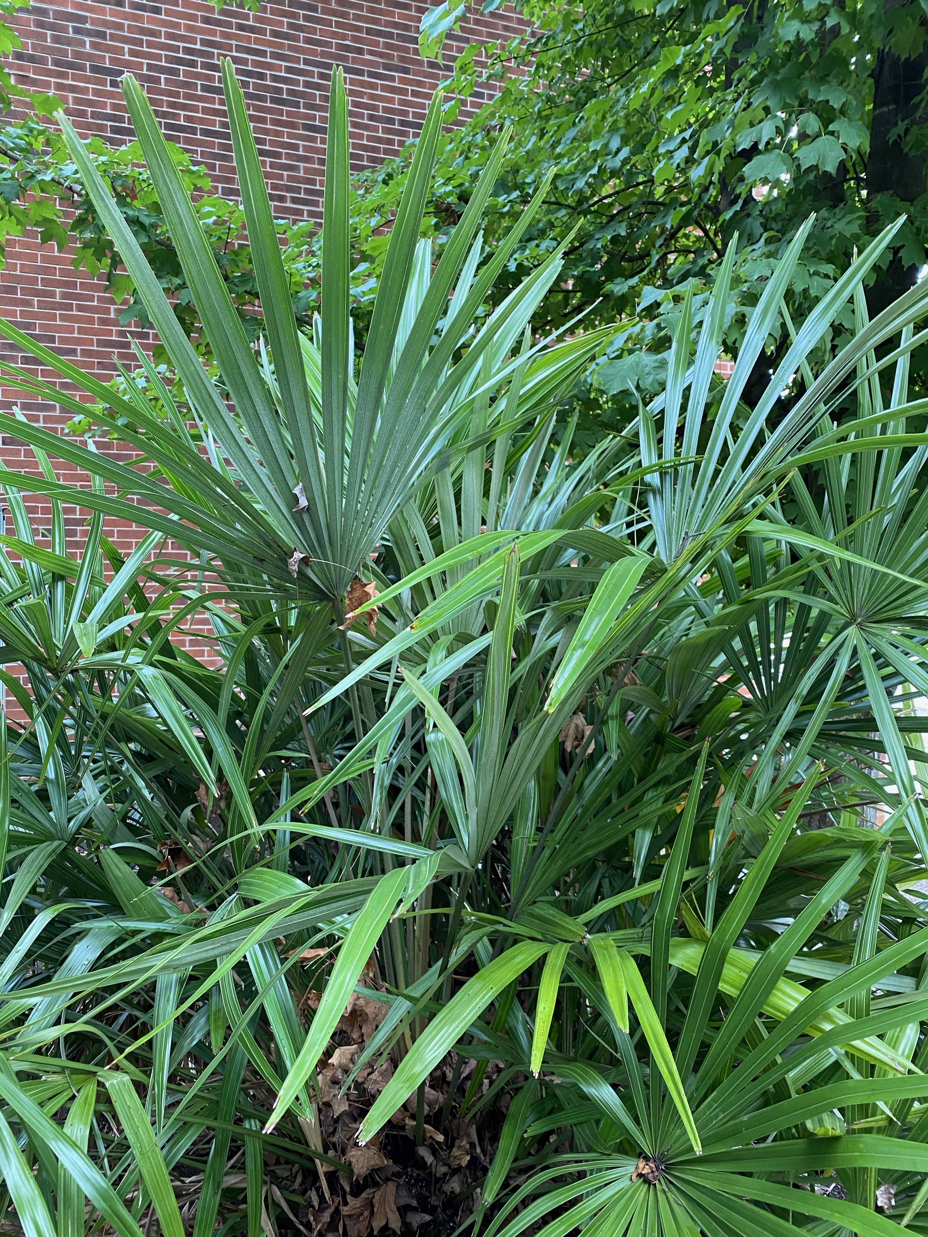 Needle Palm Brings EasyCare Flair to Southern Gardens FineGardening