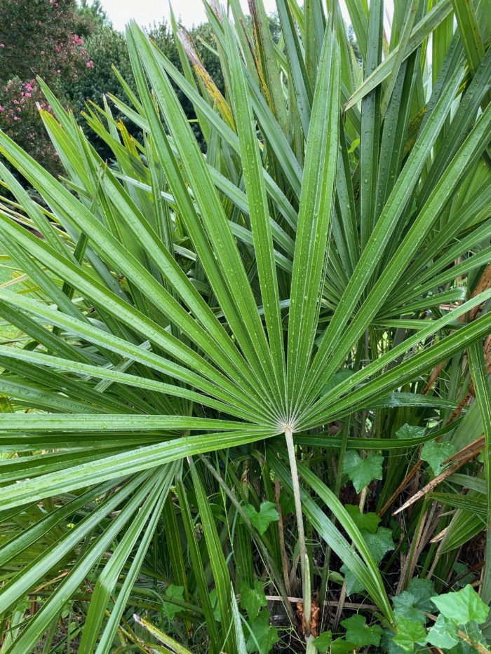 Needle Palm Brings EasyCare Flair to Southern Gardens FineGardening