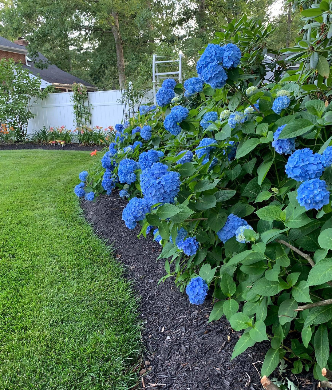 Hydrangeas, Daylilies, and More in Virginia Fine Gardening