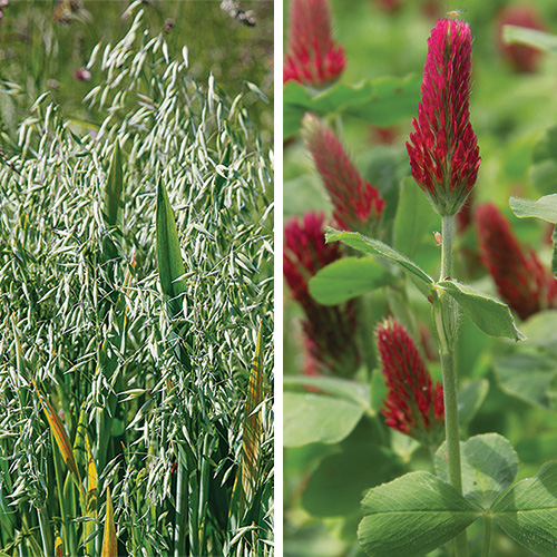 Best Plants for Cover Crops Fine Gardening
