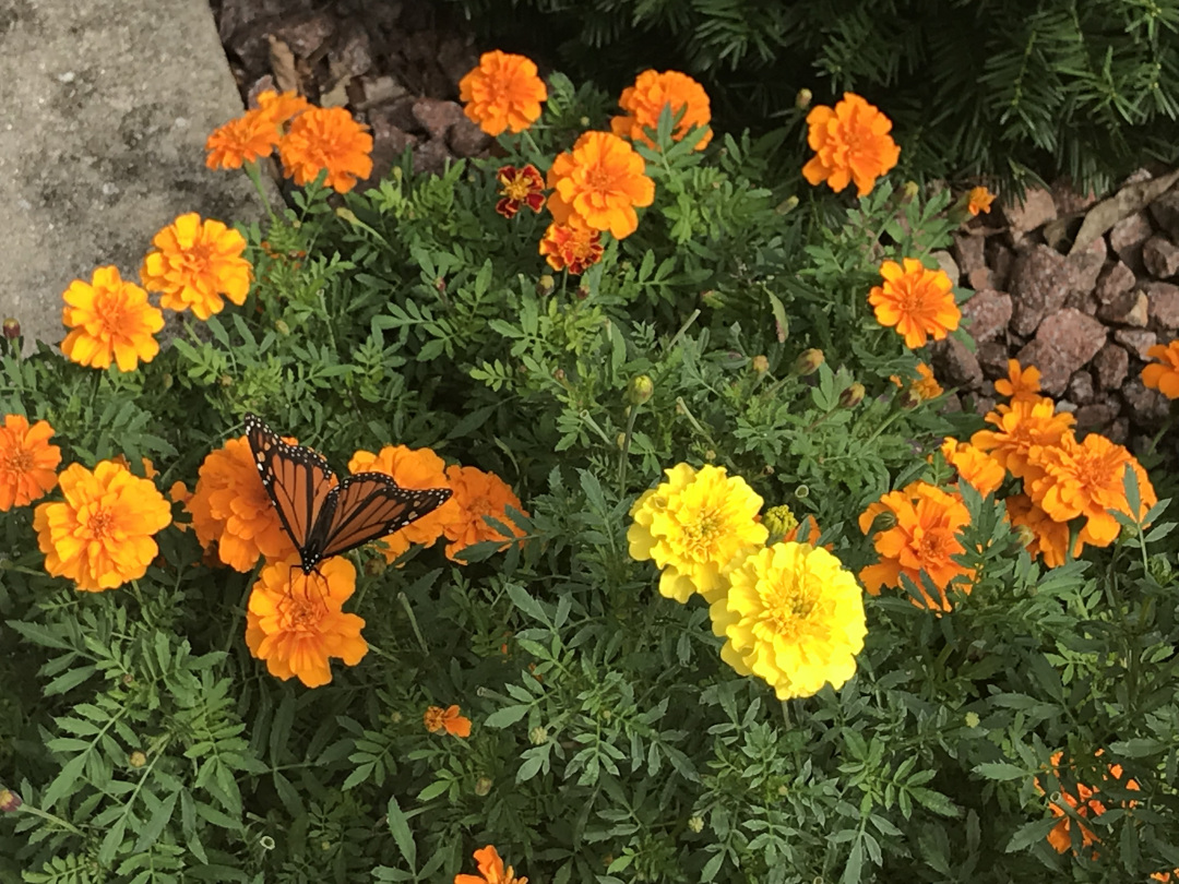 Marigolds No Green Thumb Required FineGardening