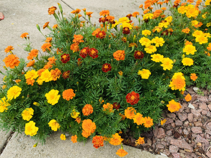 Marigolds No Green Thumb Required FineGardening