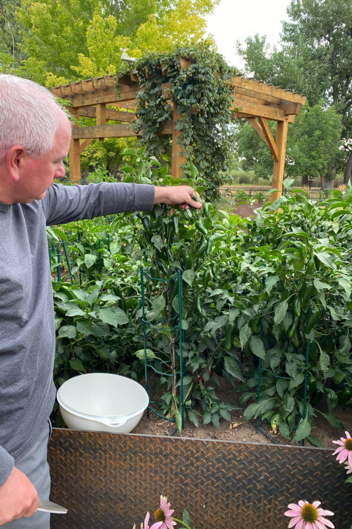 Growing Chilis and Hot Peppers in the Mountain West - FineGardening