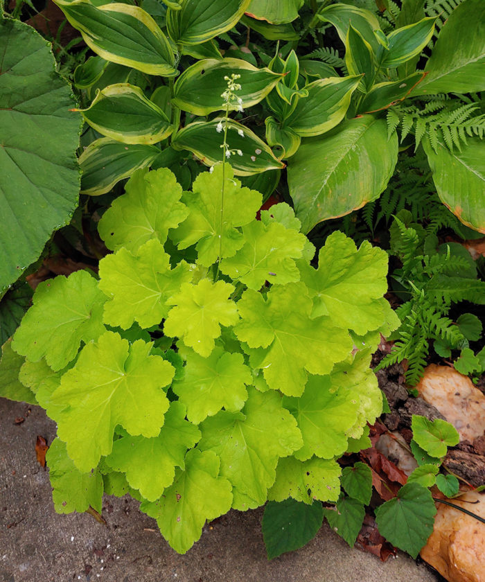 Designing With Chartreuse in the Southeast Fine Gardening