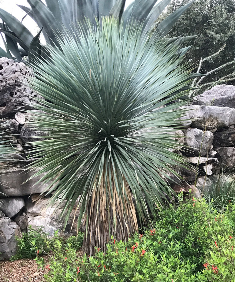 Bold and Beautiful Yuccas for the Southern Plains FineGardening