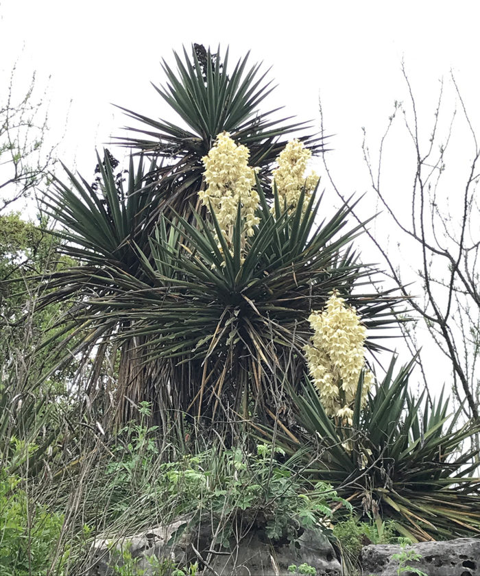 Bold and Beautiful Yuccas for the Southern Plains FineGardening