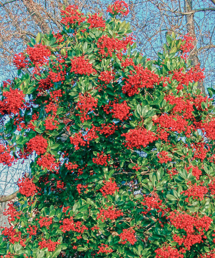 Exciting Evergreens for Southern California FineGardening