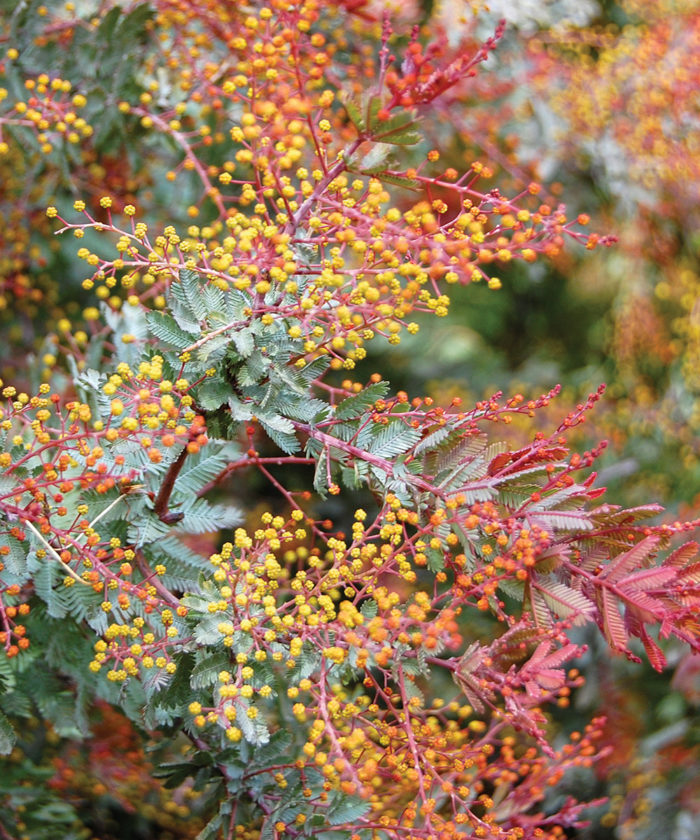 Exciting Evergreens for Southern California FineGardening