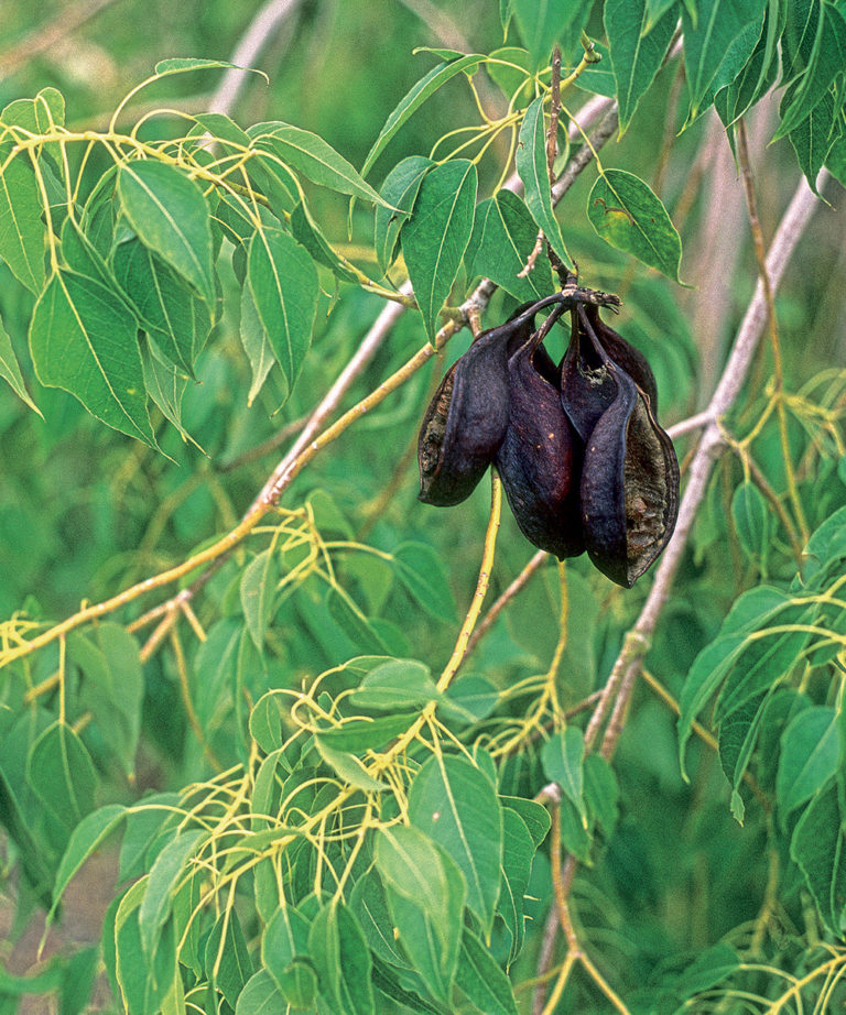 Exciting Evergreens for Southern California FineGardening