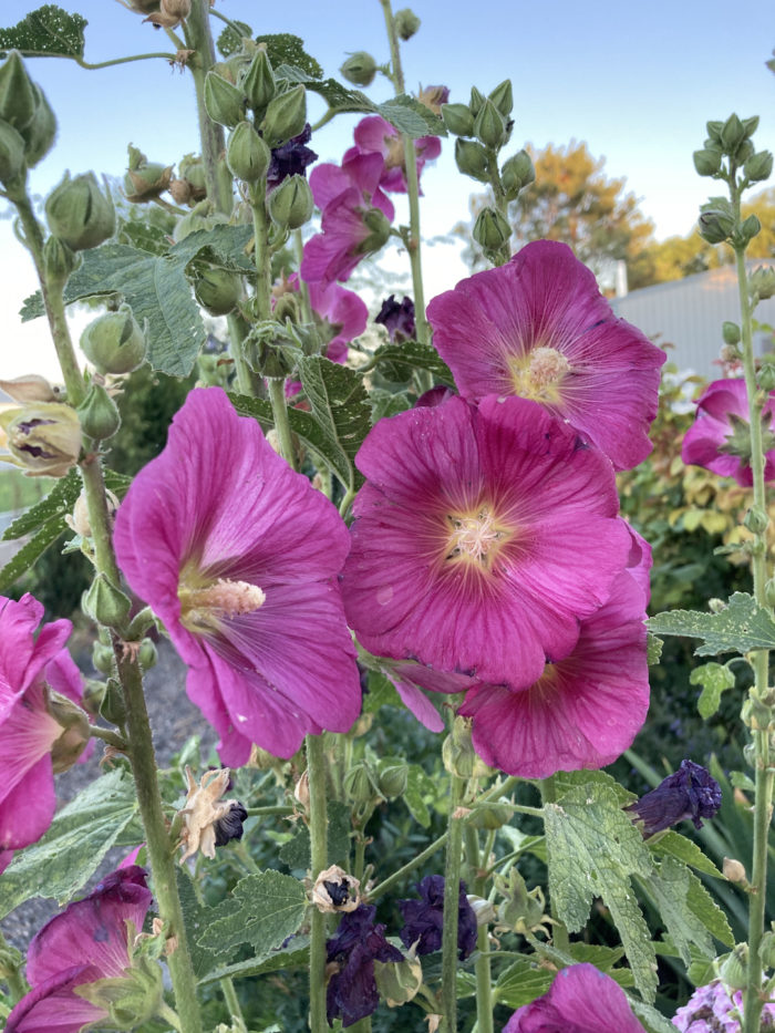 Flower Favorites in Idaho FineGardening
