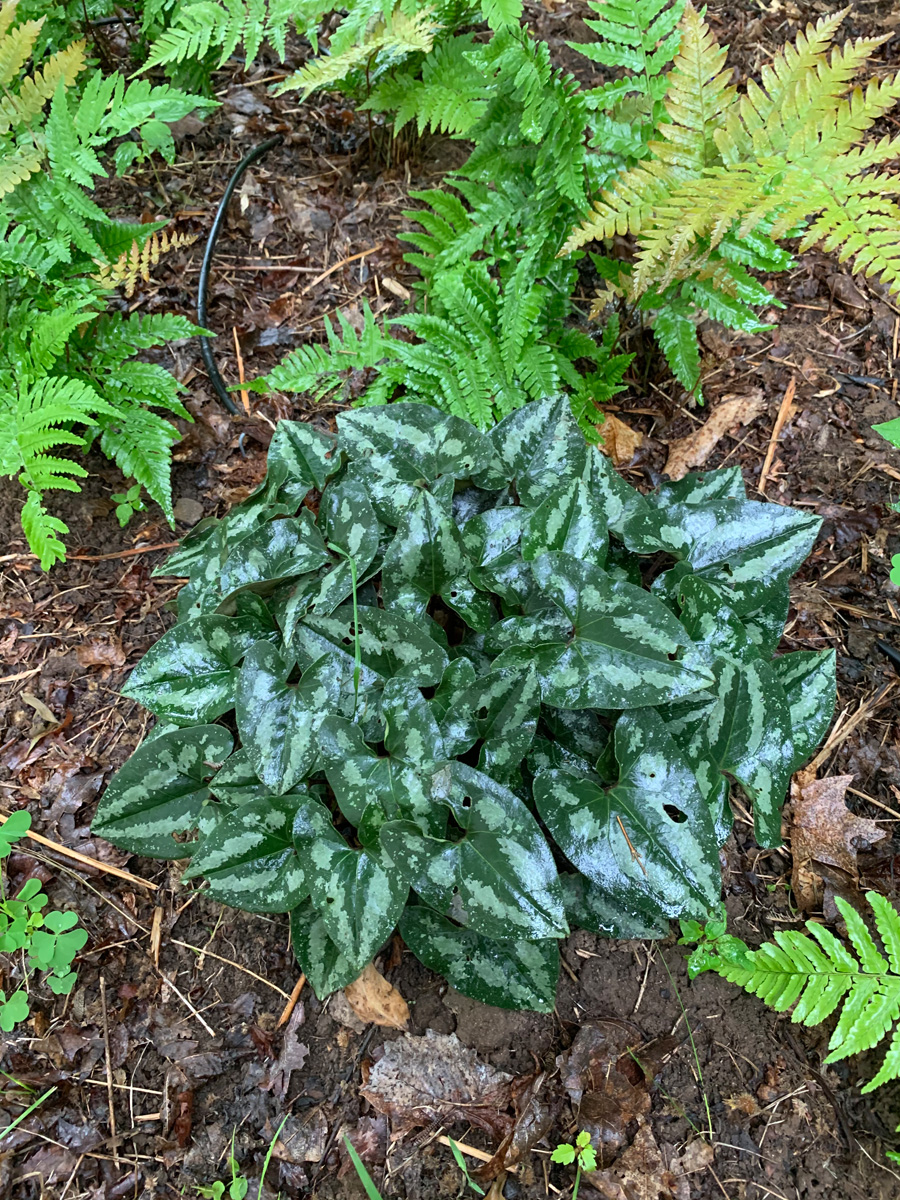‘Quicksilver’ Chinese wild ginger