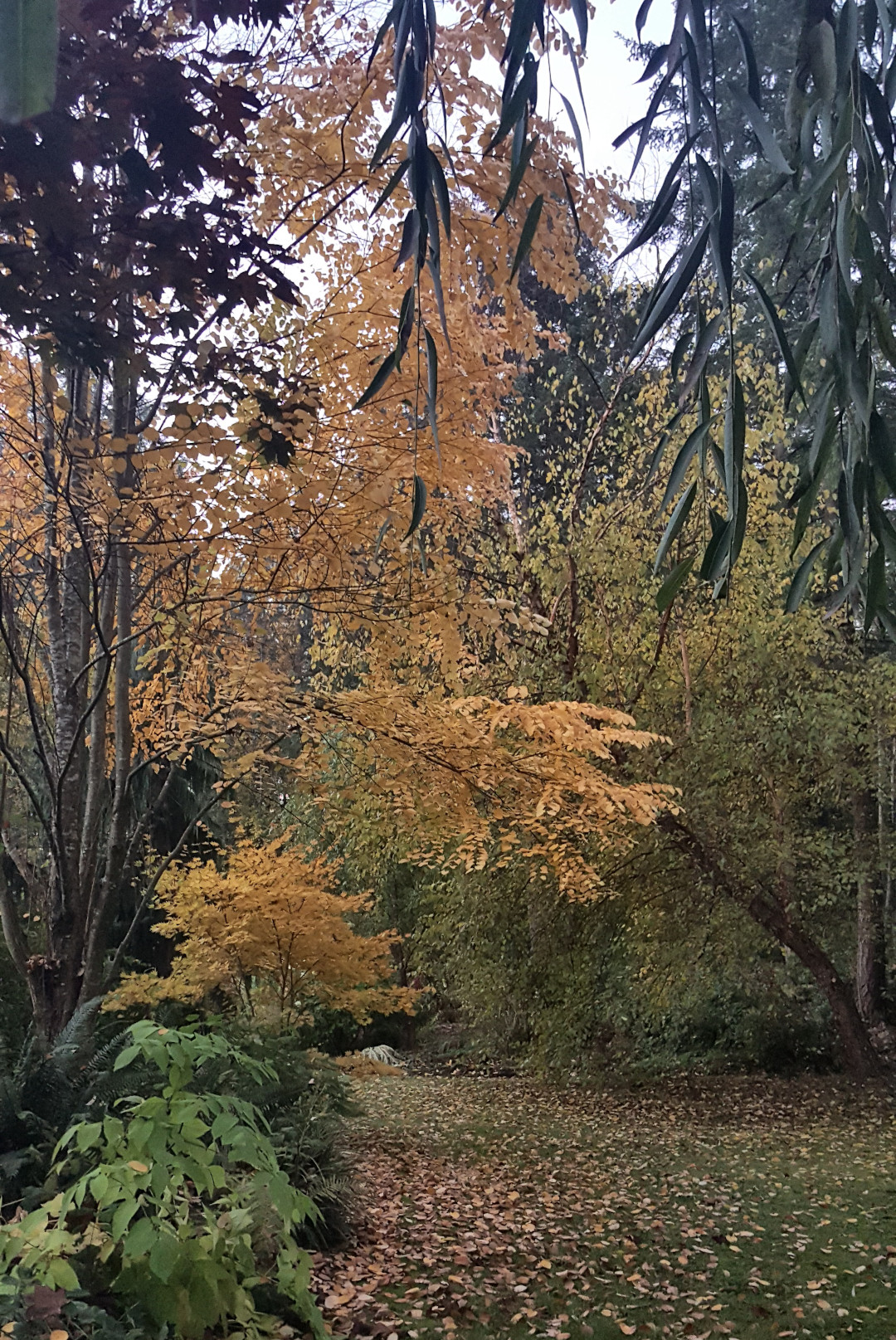 Fall in the Pacific Northwest - Fine Gardening