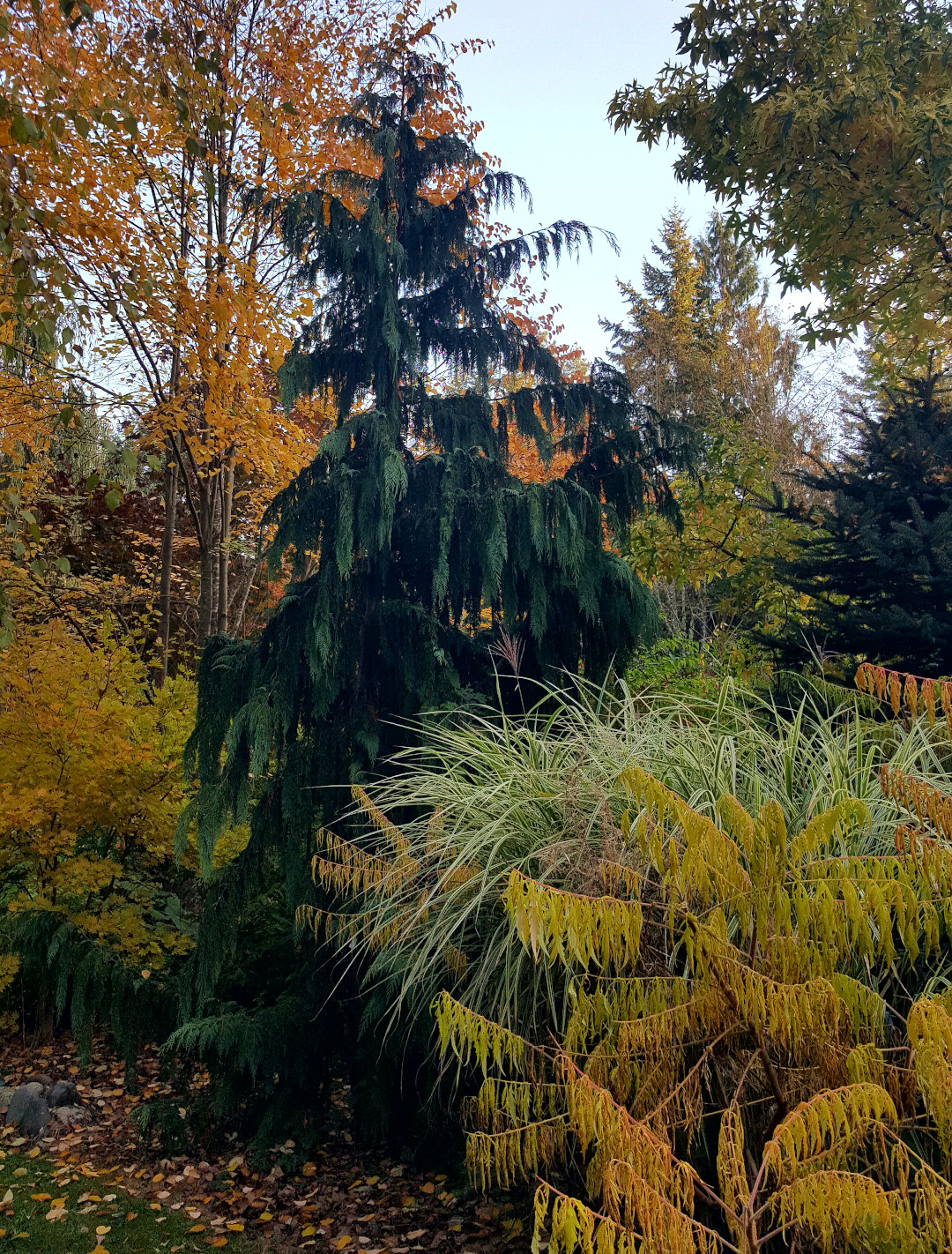 Fall in the Pacific Northwest - Fine Gardening
