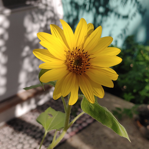 New Jersey Garden in November Fine Gardening