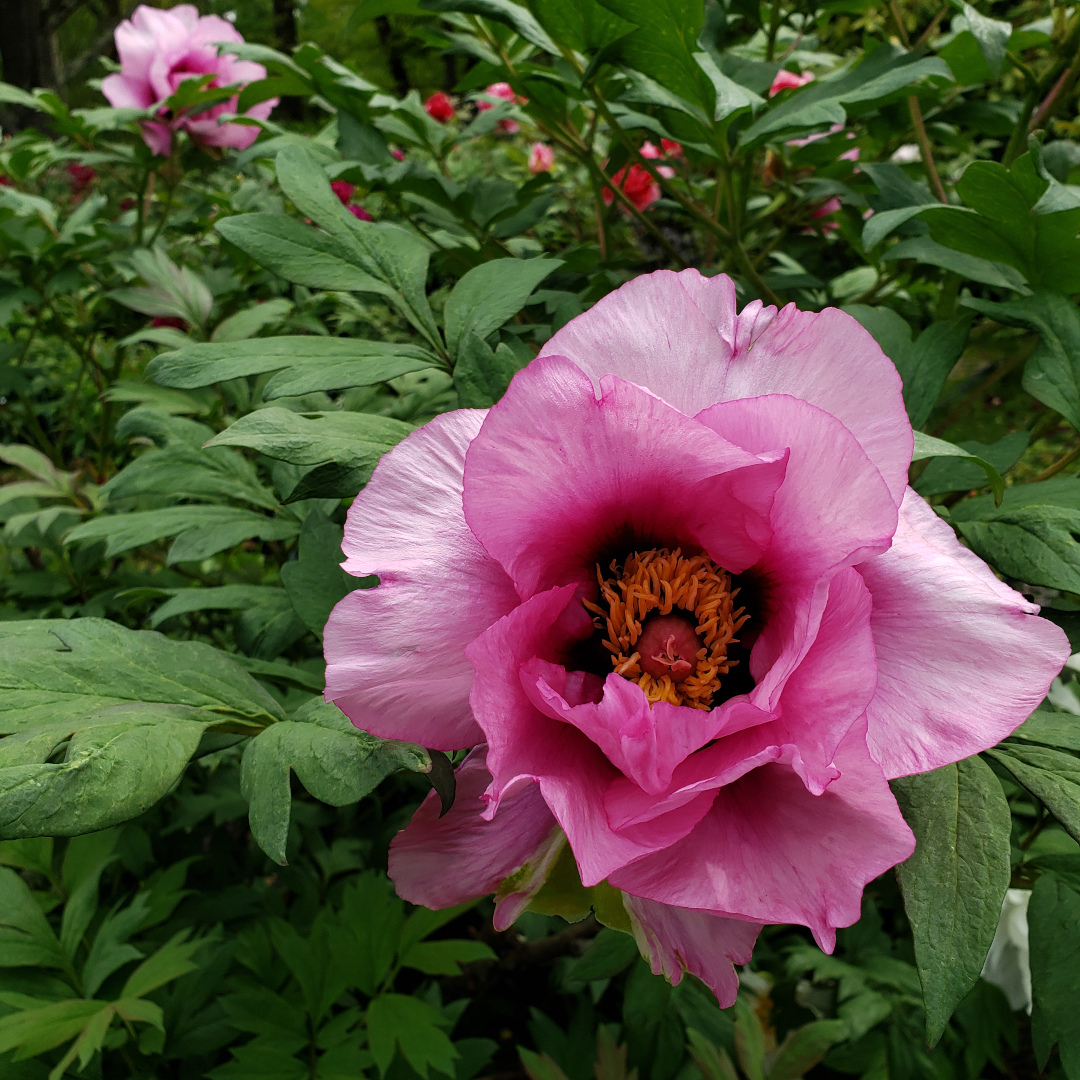 Tree Peonies and Other Beauties FineGardening