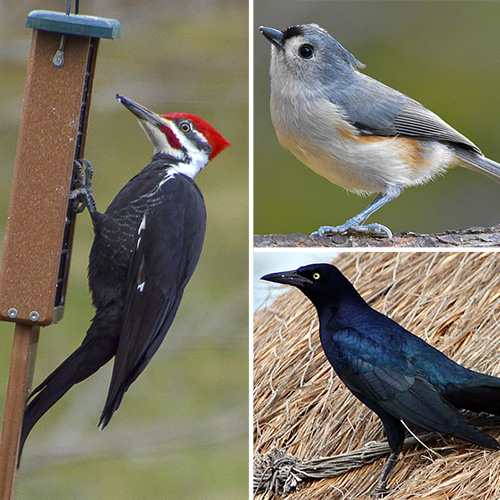 15 BirdFeeder Birds of the Southeastern United States Fine Gardening